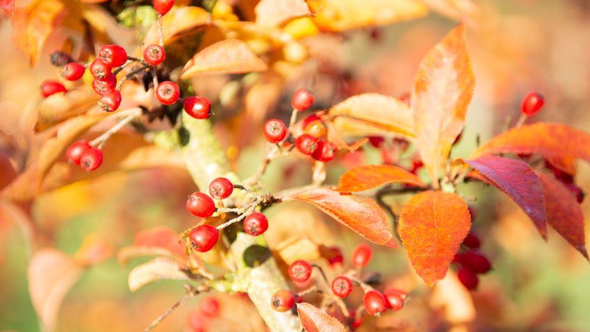 Photinia villosa fruits