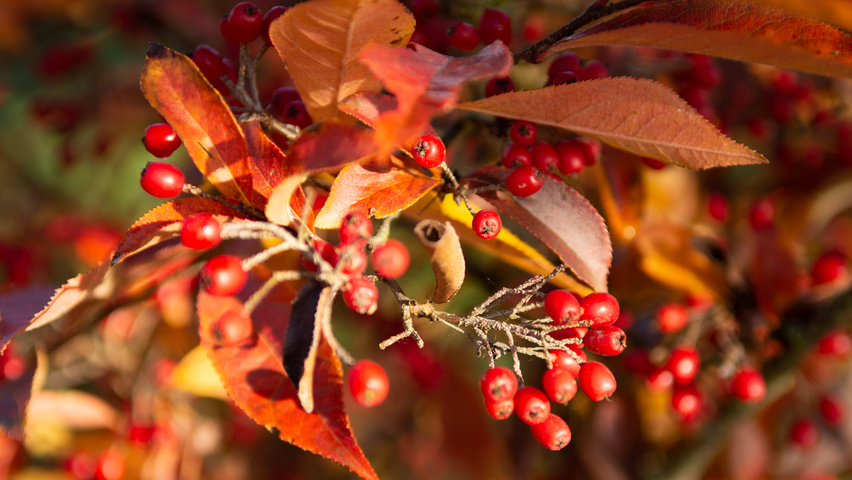 Photinia villosa fruits