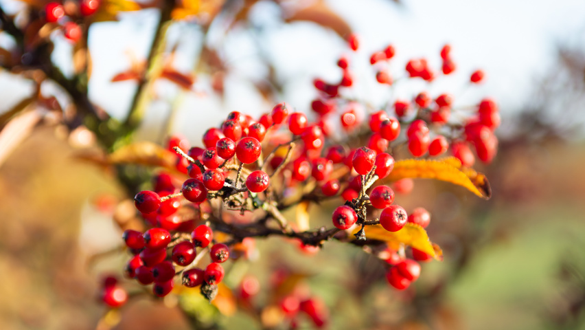 Photinia villosa fruits
