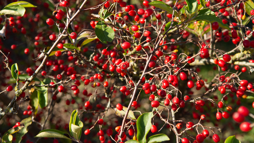 Photinia villosa fruits