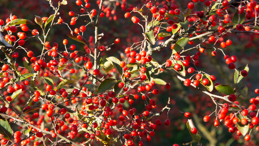Photinia villosa fruits