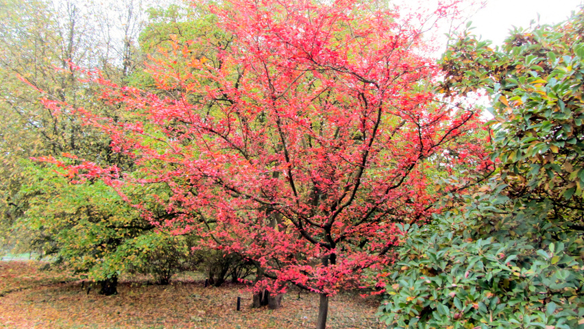 Photinia villosa demi-tige