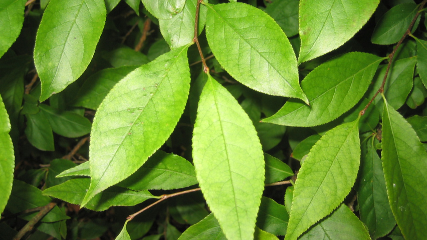 Photinia villosa Feuilles
