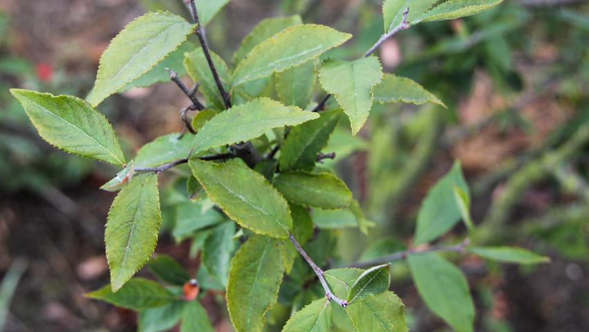 Photinia villosa Feuilles