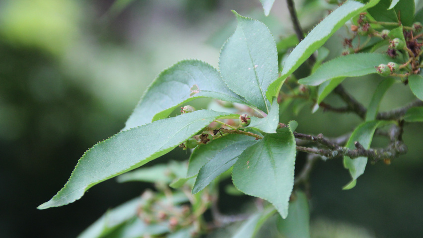 Photinia villosa Feuilles
