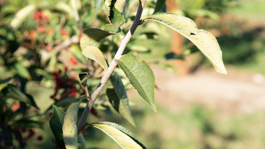 Photinia villosa Feuilles
