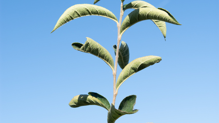 Photinia villosa Feuilles