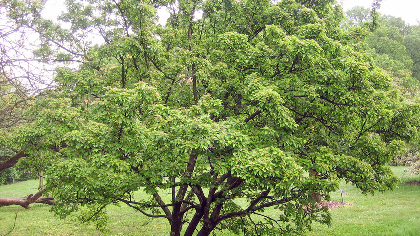 Photinia villosa multi-troncs
