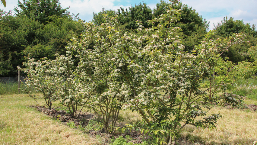 Photinia villosa multi-troncs