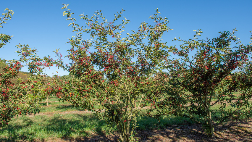 Photinia villosa multi-troncs