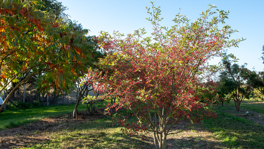 Photinia villosa multi-troncs