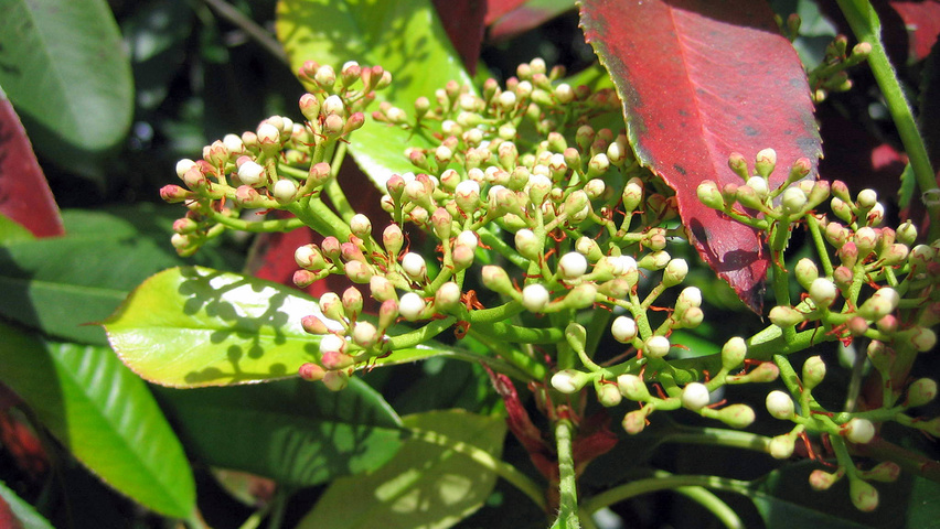Photinia x fraseri цветки