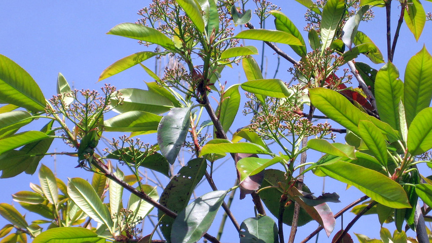 Photinia x fraseri цветки