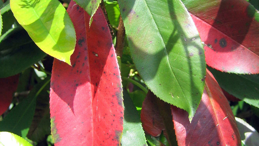 Photinia x fraseri листья