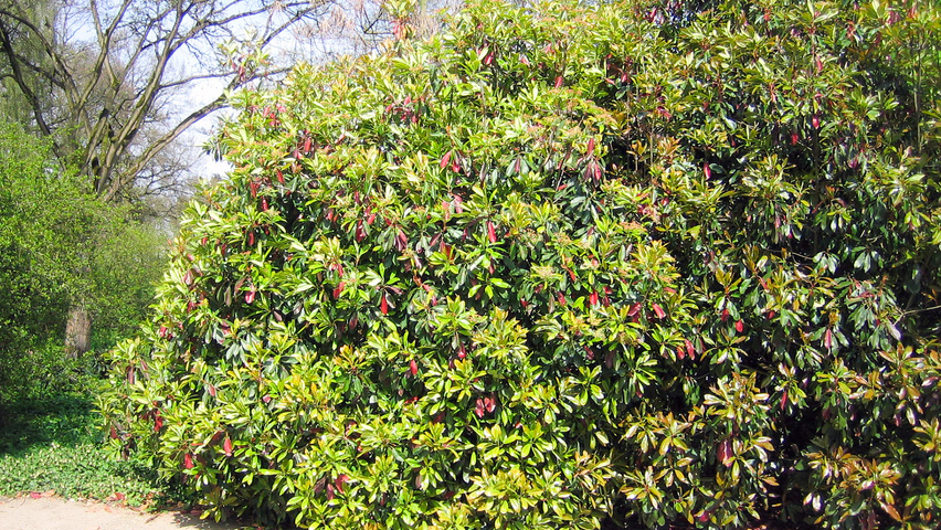 Photinia x fraseri Кустарники-солитеры