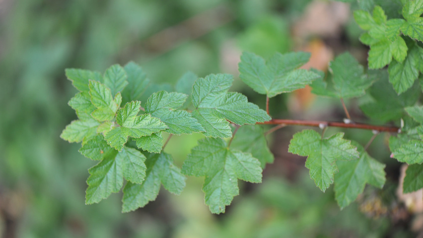 Physocarpus capitatus 'Tilden Park' leaves