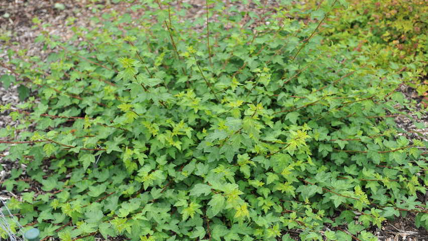 Physocarpus capitatus 'Tilden Park' solitary shrubs