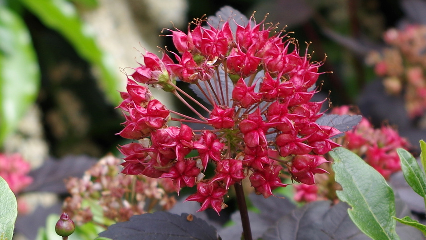 Physocarpus opulifolius flowers