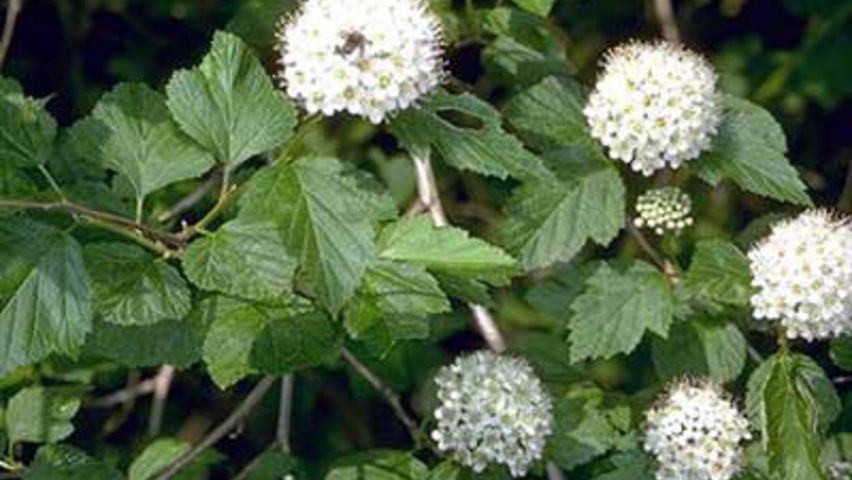 Physocarpus opulifolius flowers