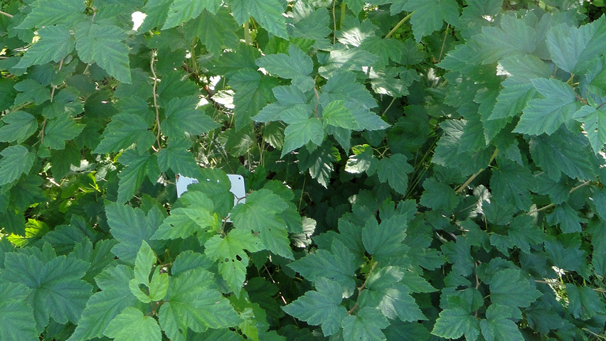 Physocarpus opulifolius leaves