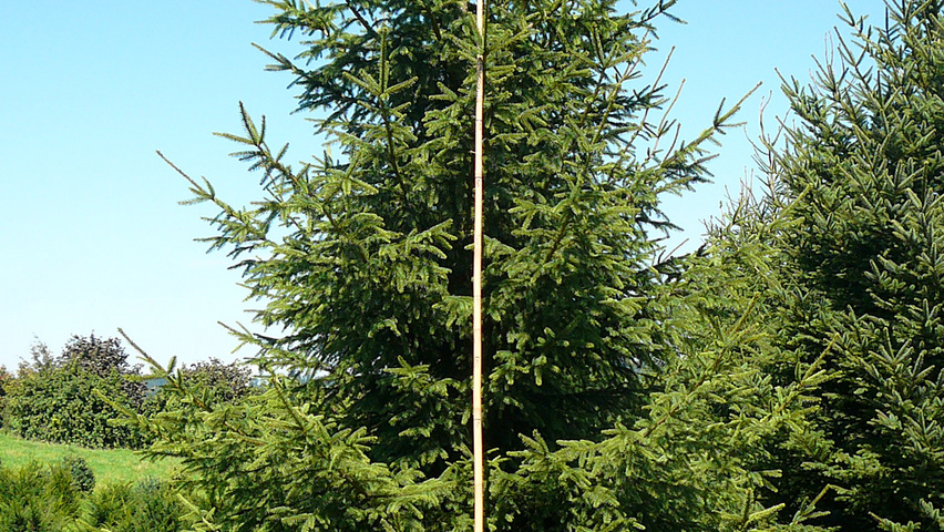 Picea abies beveerd
