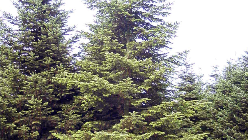Picea abies beveerd