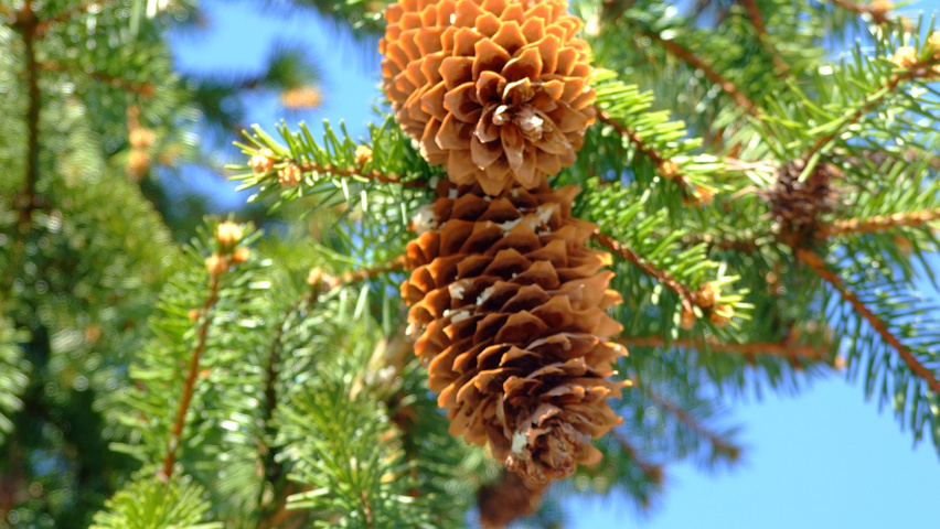 Picea abies vrucht
