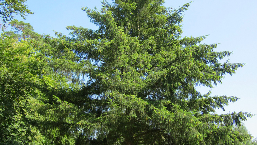Picea abies hoogstam