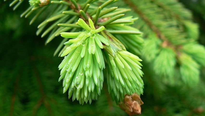 Picea abies blad