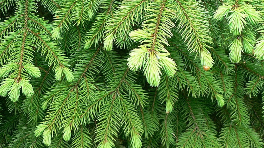 Picea abies blad