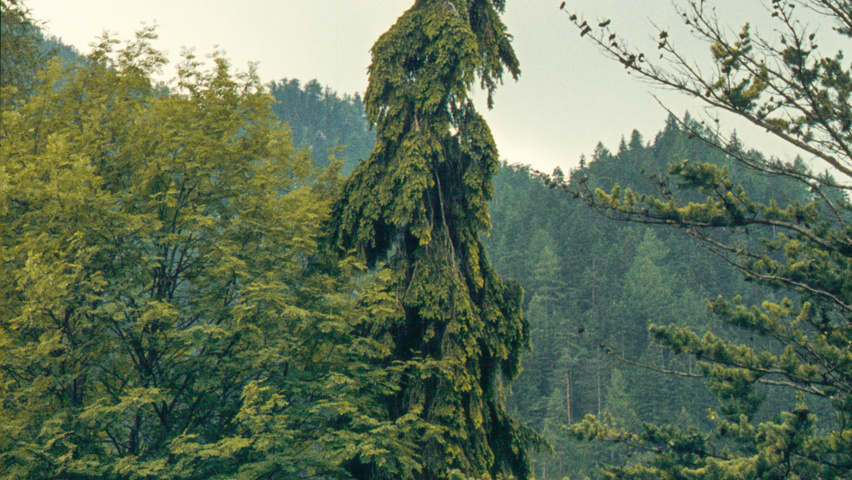 Picea abies 'Pendula' beveerd