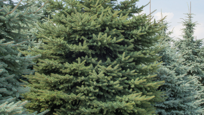 Picea engelmannii Stammbüsche