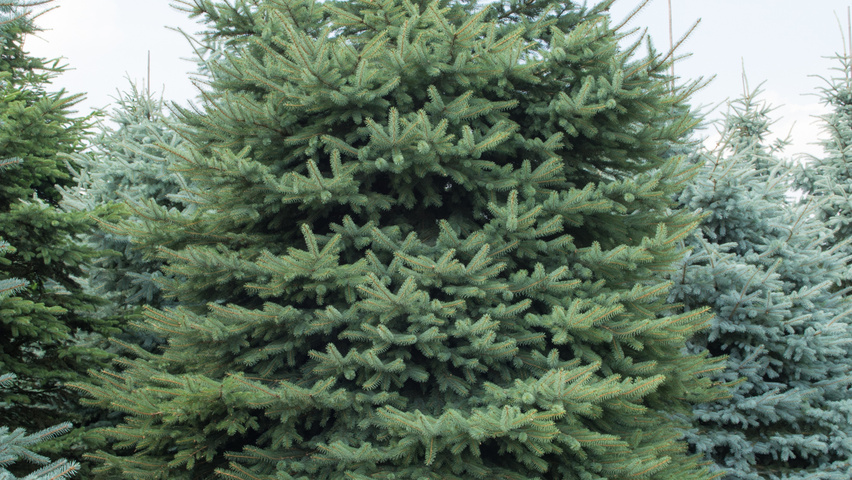 Picea engelmannii Stammbüsche