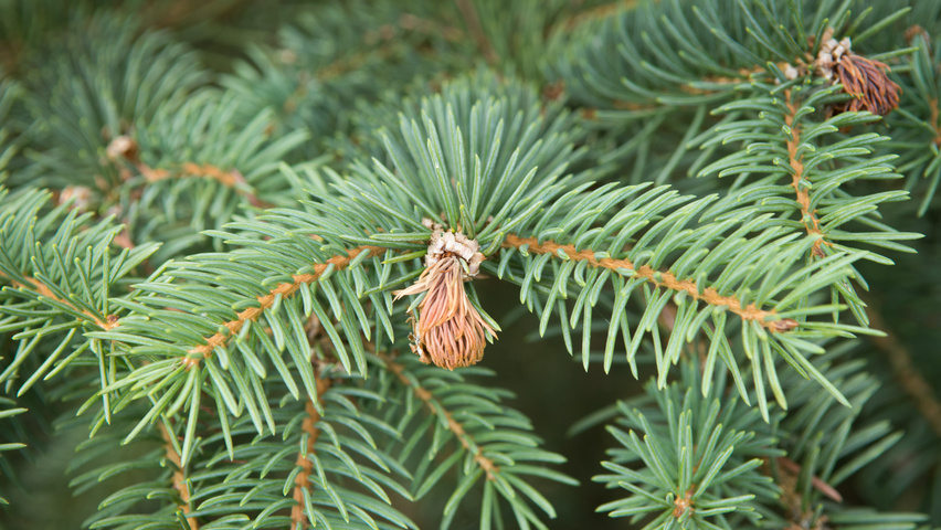 Picea engelmannii Blatt