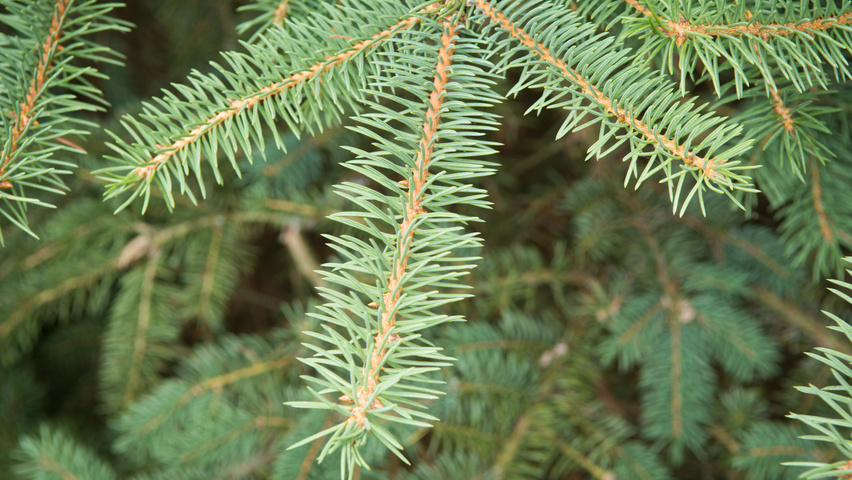 Picea engelmannii Blatt