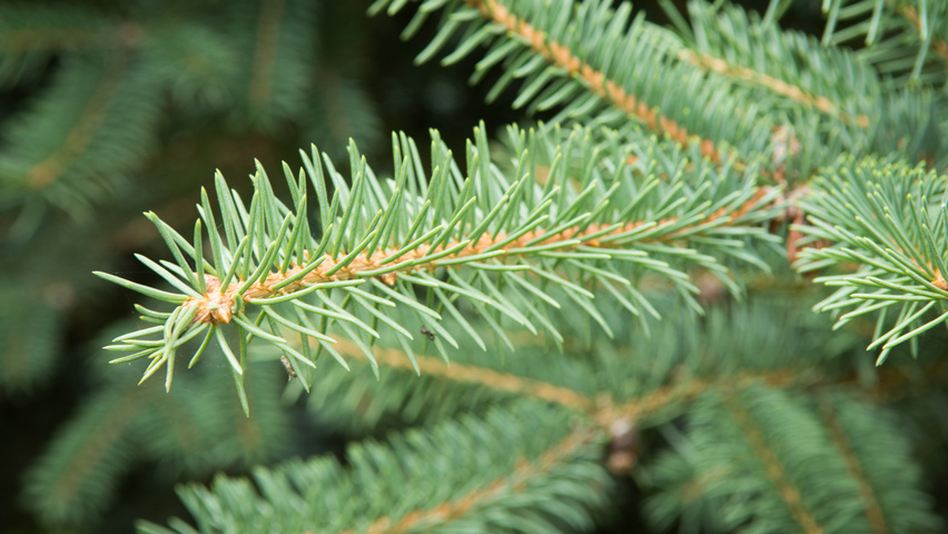 Picea engelmannii Blatt