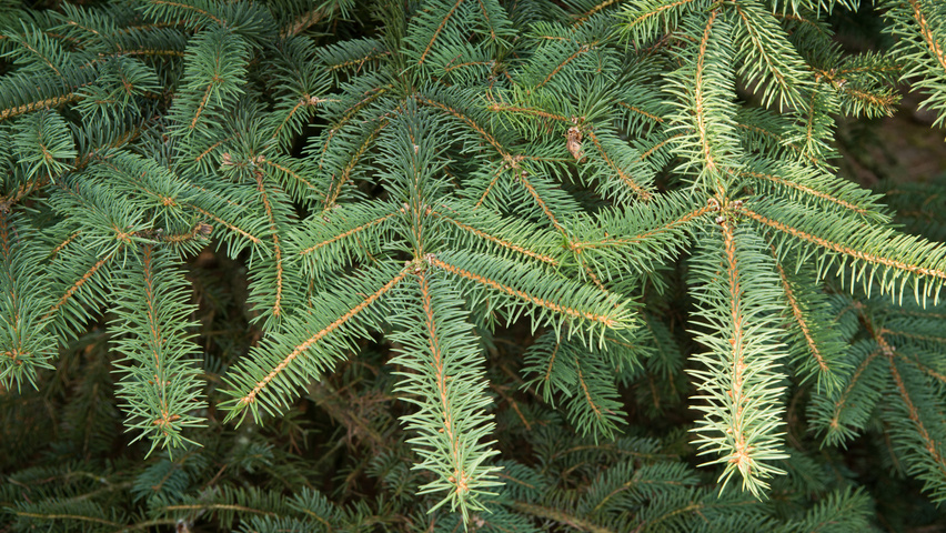 Picea engelmannii Blatt