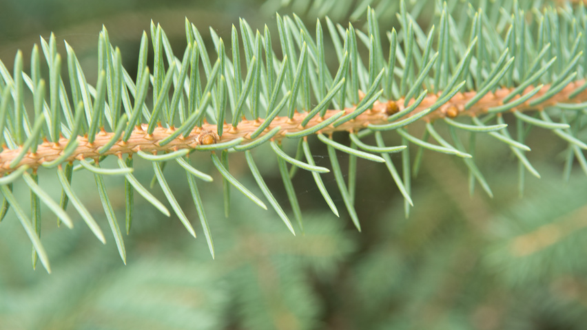 Picea engelmannii Zweige