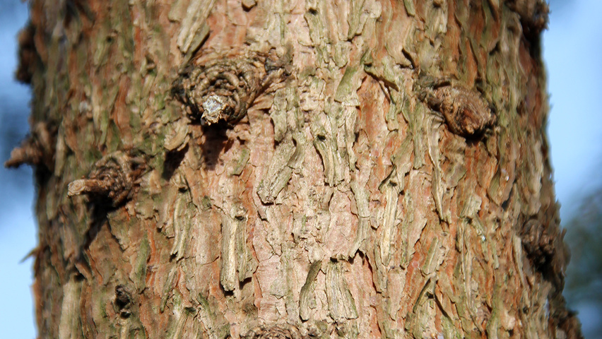Picea omorika bark