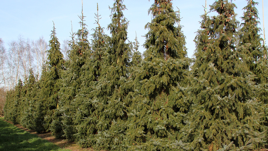Picea omorika feathered