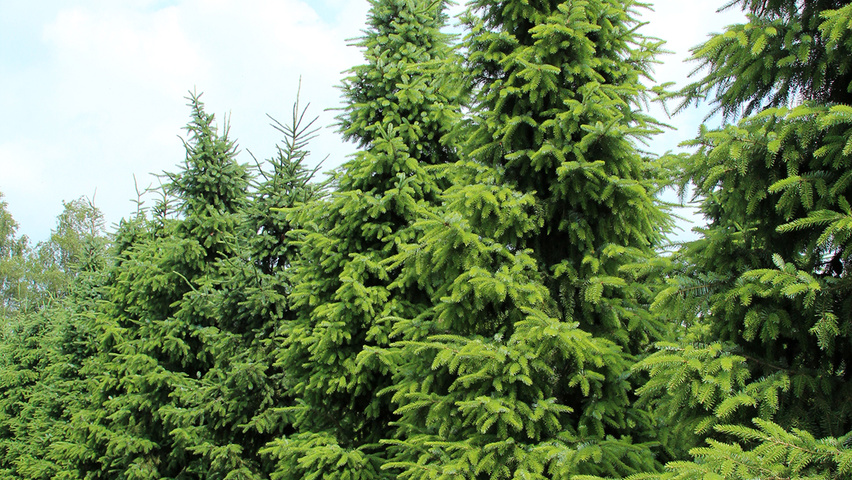 Picea omorika feathered