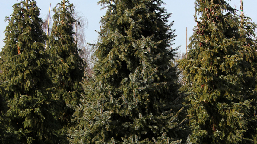 Picea omorika feathered