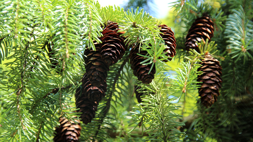Picea omorika fruits