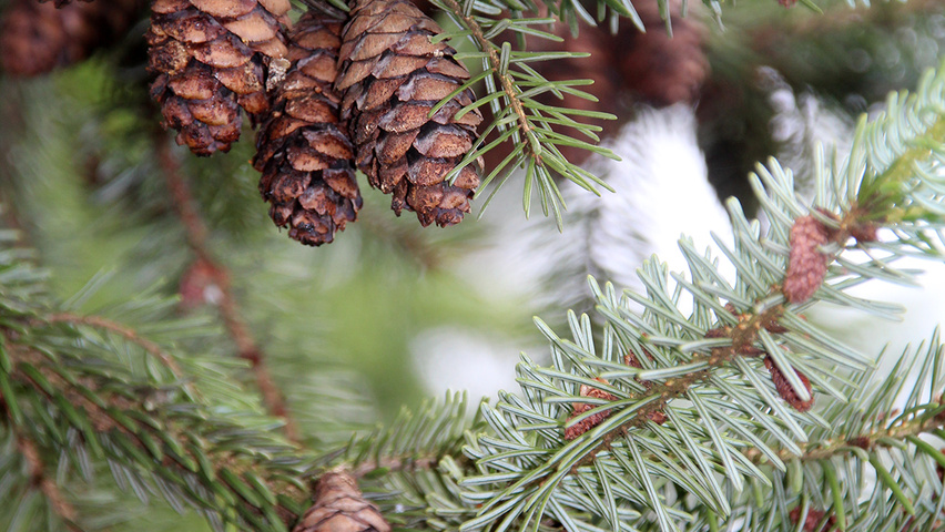 Picea omorika fruits