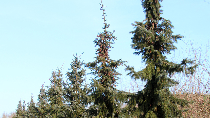 Picea omorika standard tree