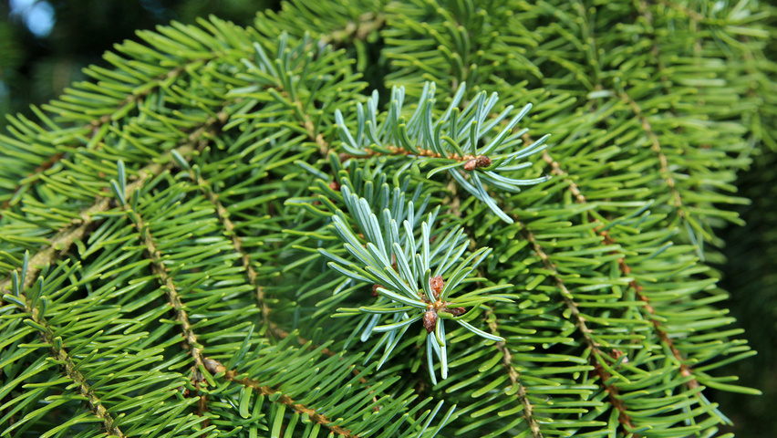 Picea omorika leaves