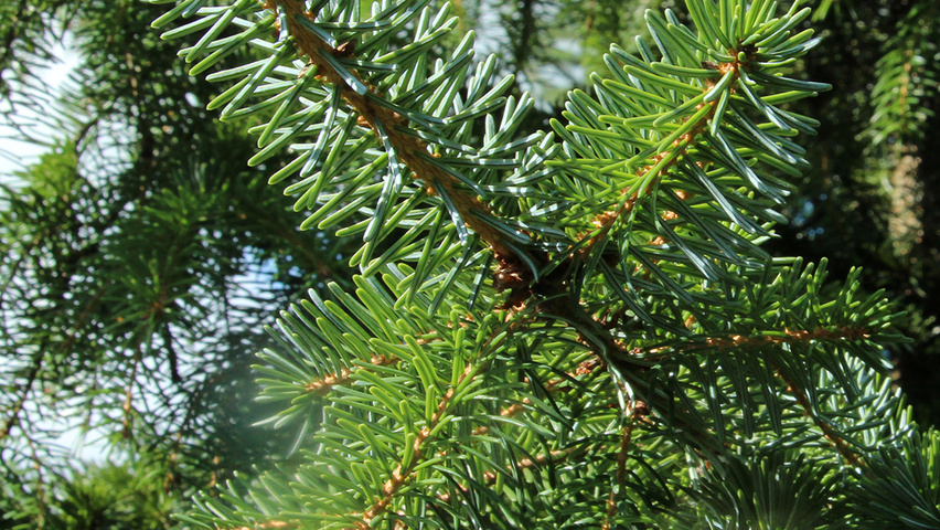 Picea omorika leaves
