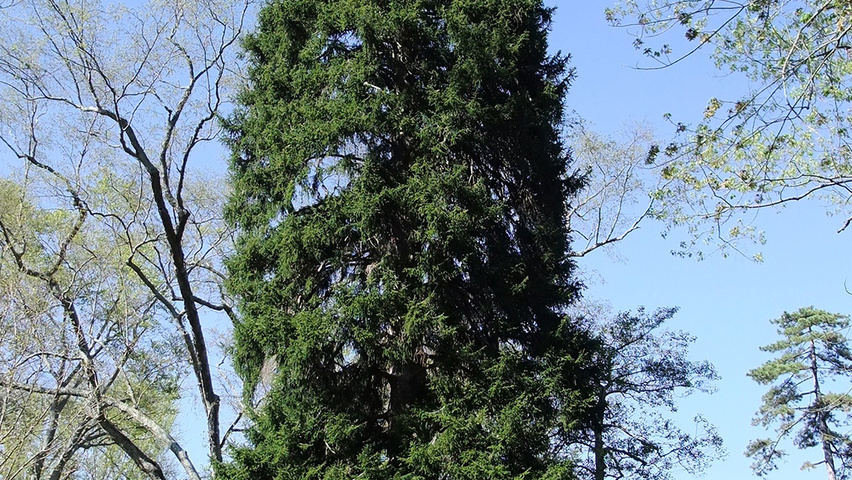 Picea orientalis Деревья с центральным стволом и ветвями от земли