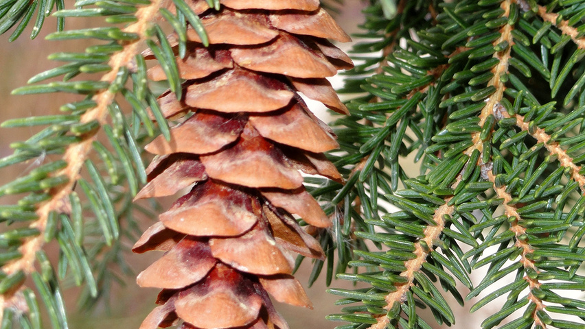 Picea orientalis плоды