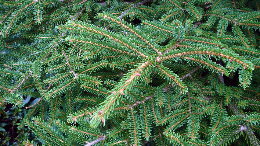 Picea orientalis листья
